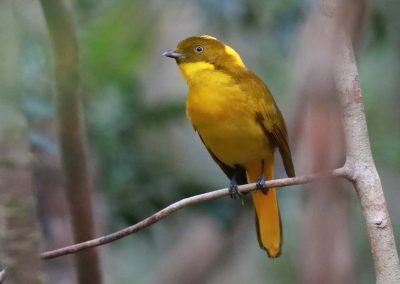 cockatoo tours cape york