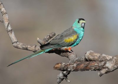 cockatoo tours cape york