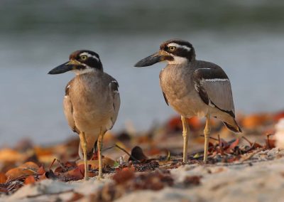 cockatoo tours cape york