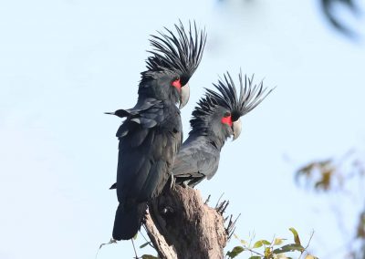 cockatoo tours cape york