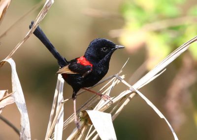 cockatoo tours cape york