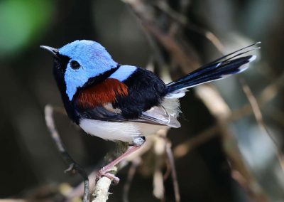 cockatoo tours cape york